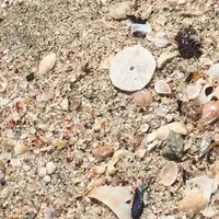 増穂浦海岸の写真・動画_image_180058