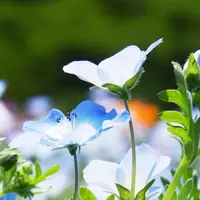 アカオハーブ＆ローズガーデンの写真・動画_image_180124