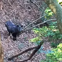 猿投山の写真・動画_image_181145