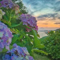 稲村ケ崎海浜公園の写真・動画_image_182404