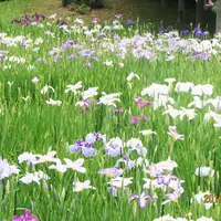 小石川後楽園の写真・動画_image_182427