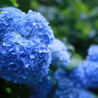 明月院（あじさい寺）の写真・動画_image_182686