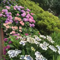 中目黒あじさい一気に撮影ポイントの写真・動画_image_183166