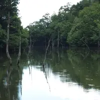 大正池の写真・動画_image_183590