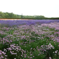 ファーム富田の写真・動画_image_184327