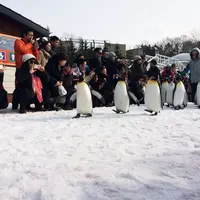 旭川市 旭山動物園の写真・動画_image_184339