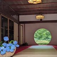 明月院（あじさい寺）の写真・動画_image_1844704