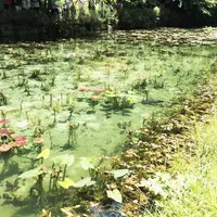 モネの池（名もなき池）の写真・動画_image_184501