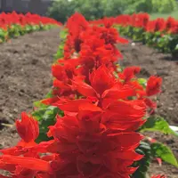 ファーム富田の写真・動画_image_185490