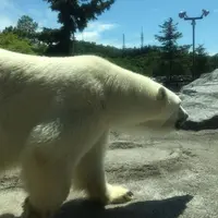 旭川市 旭山動物園の写真・動画_image_185524
