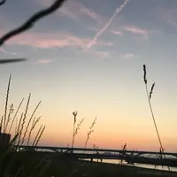 隅田川の写真・動画_image_186383