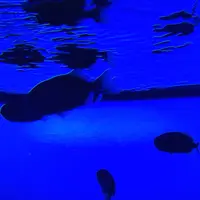 鳥羽水族館の写真・動画_image_186701