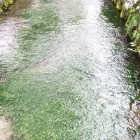 醒井の梅花藻の写真・動画_image_188044