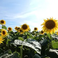 観光農園花ひろばの写真・動画_image_188247
