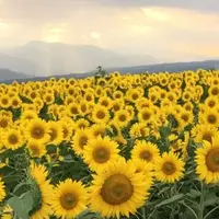 明野のひまわり畑の写真・動画_image_188456