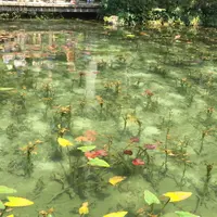 モネの池（名もなき池）の写真・動画_image_188742