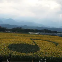 明野のひまわり畑の写真・動画_image_190061
