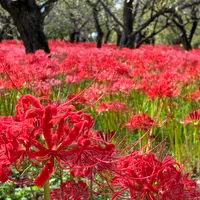 郷土の森公園の写真・動画_image_1904597
