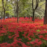 巾着田の写真・動画_image_1906418