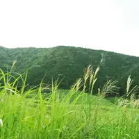 仙石原湿原植物群落の写真・動画_image_191090