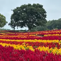 東京ドイツ村の写真・動画_image_1911627