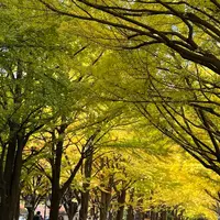 イチョウ並木の写真・動画_image_1920533
