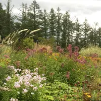 風のガーデンの写真・動画_image_192501