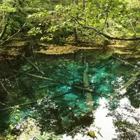 神の子池の写真・動画_image_192808