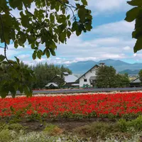 ファーム富田の写真・動画_image_193586