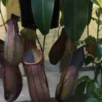 頭バーの写真・動画_image_193978