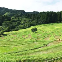 大山千枚田の写真・動画_image_194385