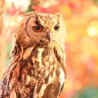 【閉業】嚴島フクロウの森・嚴島ひょう猫の森の写真・動画_image_194750