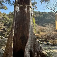 木魂杉の写真・動画_image_1956526