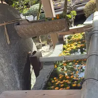 手水舎(上賀茂神社)の写真・動画_image_1958909