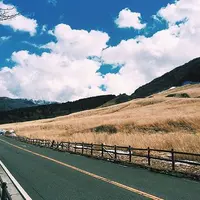 仙石原湿原植物群落の写真・動画_image_196641