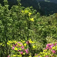 金剛山の写真・動画_image_197777
