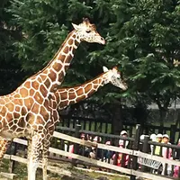 福山市立動物園の写真・動画_image_199348