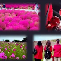 国営ひたち海浜公園の写真・動画_image_199422