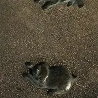 夢京橋キャッスルロードの写真・動画_image_201423