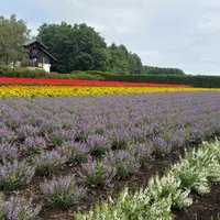 中富良野 ファーム冨田の写真・動画_image_2024076