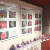 都立大島公園椿園の写真・動画_image_202452