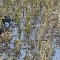 高森自然学校の写真・動画_image_203060