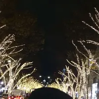 表参道　ケヤキ並木の写真・動画_image_203271