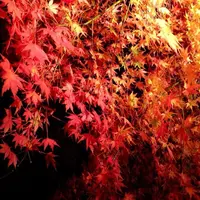 もみじ回廊の写真・動画_image_203602