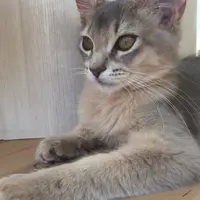 猫カフェMOCHA（モカ） 渋谷センター街店の写真・動画_image_204065