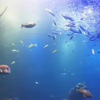 京都水族館の写真・動画_image_204480