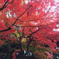 真如堂（真正極楽寺）の写真・動画_image_204838