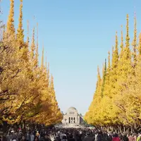 明治神宮外苑いちょう並木の写真・動画_image_205592