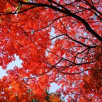 六義園の写真・動画_image_206025