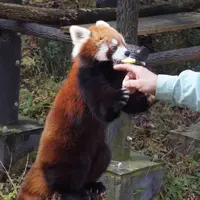 千葉市動物公園の写真・動画_image_206037